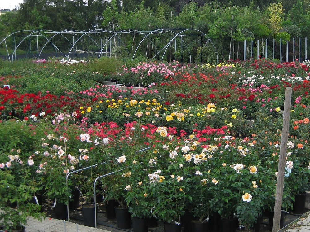 Vogg_Sommer_2009 2.jpg